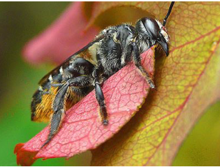 leaf cutter bee chewing leaf